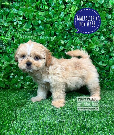 Buy Maltalier Puppies UP TO 52% OFF