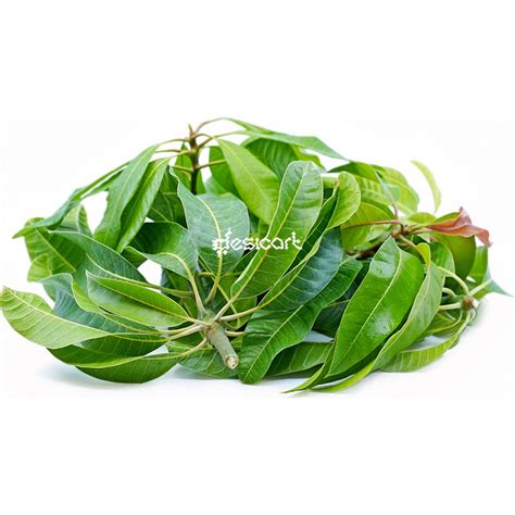 Buy Mango Leaves 100G (App 20Pcs) online -UK Desicart