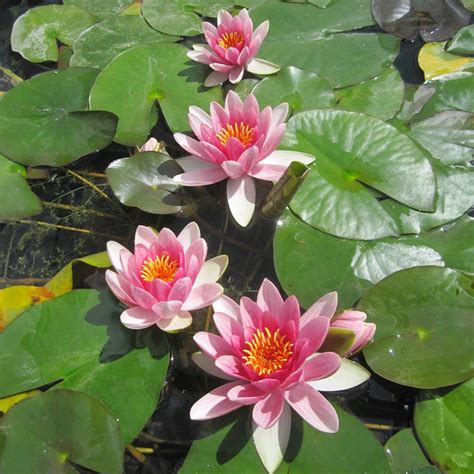 Buy Nymphaea Water Lily