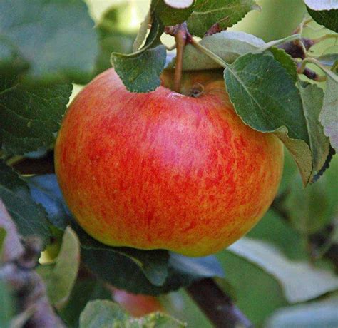 Buy Onward cordon Online CRJ Fruit Trees Nursery UK