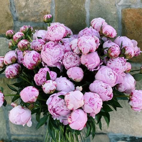 Buy Peonies, Flowers & Gifts London - Send Same-Day & Next-Day ...