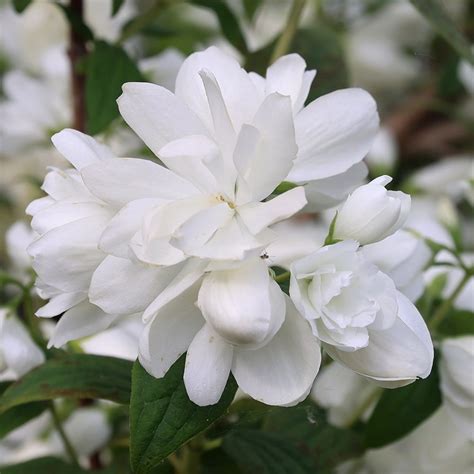 Buy Philadelphus: Delivery by Crocus