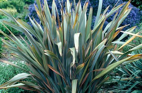 Buy Phormiums: - RHS Plants