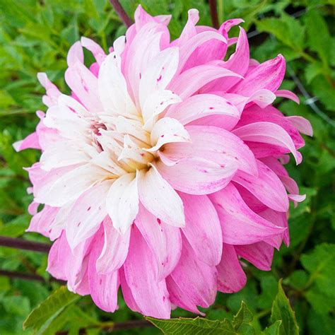 Buy Pink Petticoat Dahlia Online Summer Bulbs Breck