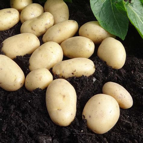 Buy Potato Jazzy online Marshalls – Marshalls Garden