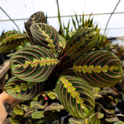 Buy Red MarantaOnline Prayer Plant Garden Goods Direct