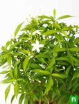 Buy Tagar Mini - Plant online from Nurserylive at lowest price.