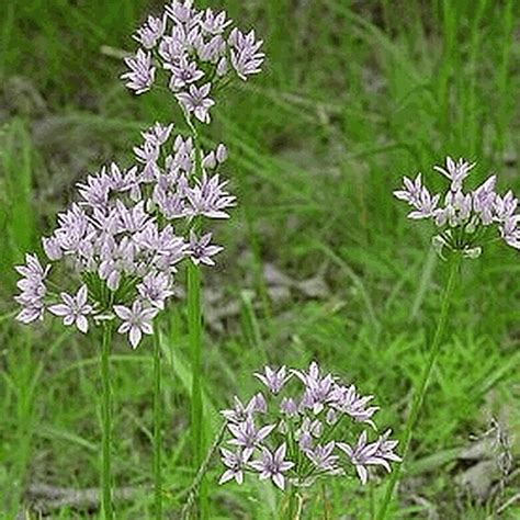 Buy Wild Garlic Seeds Allium Canadense Everwilde …