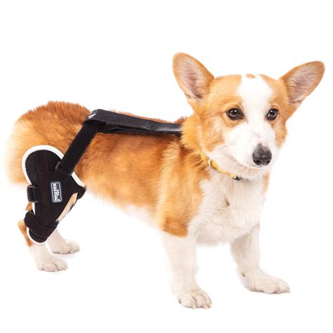 Buy dog knee brace petsmart at affordable price — best prices, …