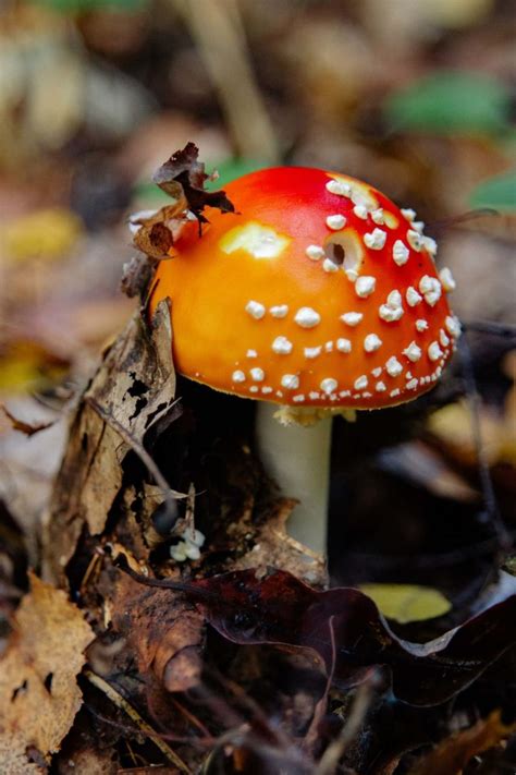 Buy hallucinogenic mushrooms online. At present, psilocybin, the active compound in psychedelic mushrooms, LSD, MDMA, DMT, mescaline, and other psychedelic substances are classified as Schedule I controlled substances under US... 