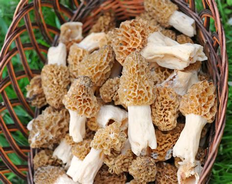 Buy mushrooms. The mushrooms containing psilocybin are known as magic mushrooms. Buy magic mushrooms online. It is better to buy PSYLOCYBIN online from us because it is easy, not expensive and we ship fast. Individuals use psilocybin as a recreational drug. It provides feelings of euphoria and sensory distortion that are common to hallucinogenic drugs, … 