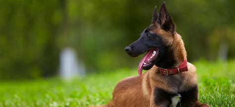 Buy or adopt belgian malinois. Our Belgian Malinois Puppies For Sale are smart, confident, and versatile world-class workers who forge unbreakable bond with their human partner. 