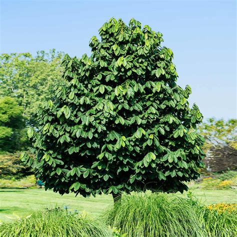 Buy pawpaw trees. Pawpaw Tree. Rated 5.00 out of 5 based on 1 customer rating. $ 11.00. The Pawpaw tree is a medium sized tree native to the eastern United States and Canada. It not only decorates your landscape with purple flowers in the spring but also produces long sunny, zesty, tropical fruits. The fruit is large 3″-6″ long and yellowish green. 
