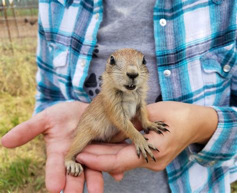 Buy prairie dog. We would relax more. We would love people unconditionally. Edit Your Post Published by jthreeNMe on October 12, 2022 If people had hearts like dogs...We would be better humans.We w... 