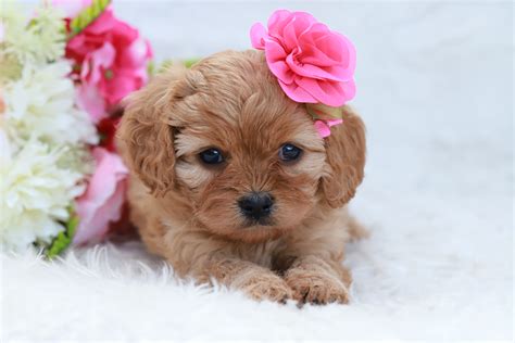 Buy puppies online. Finding Forever Homes For Puppies For over 20 Years! Since Greenfield Puppies was founded in 2000, we have been connecting healthy puppies with caring, loving families. Our Breeder Background Check ensures healthy and humane breeding practices and a healthier, happier puppy for you! Contact us and find your perfect puppy today! 