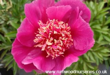 Buy quality Potted Peonies (or Paeonies) from British Roses