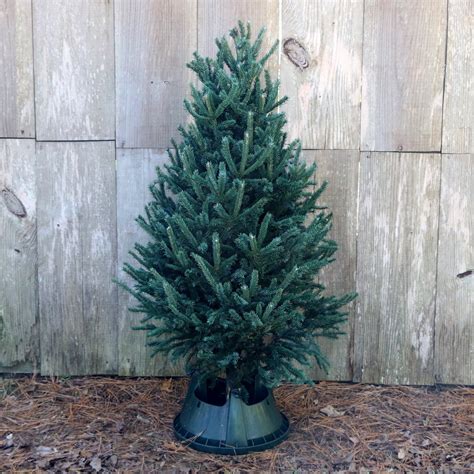 Buy tree near me. Things To Know About Buy tree near me. 