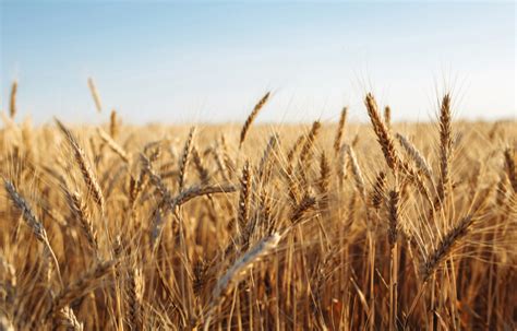 Buy wheat stock. Things To Know About Buy wheat stock. 