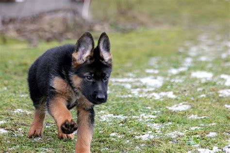 Buying A German Shepherd Puppy What To Look For