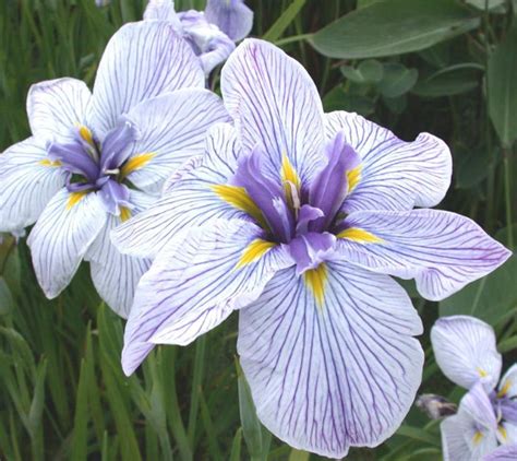 Buying Water Iris Plants For Ponds in United States - Pond Plants …