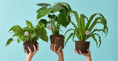 Buying plants online - Saga