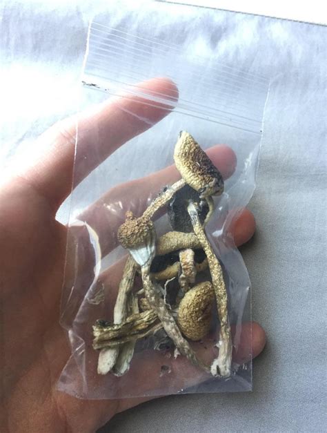 Buying shrooms. Things To Know About Buying shrooms. 