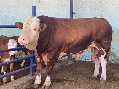 Buyukbas Halı ve Koltuk Yıkama