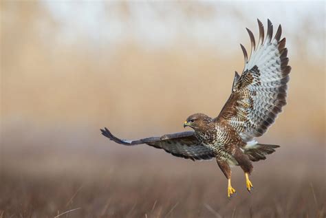Read Buzzard