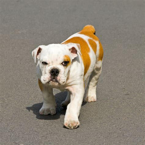 By , there were few Toy Bulldogs left in England, such was their popularity in France, and due to the exploits of specialist dog exporters