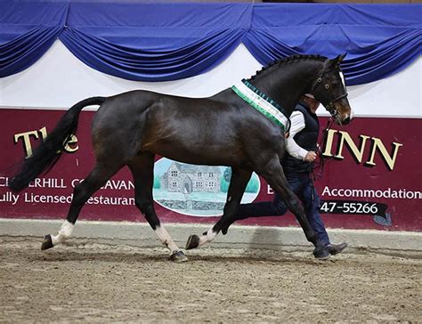 By Nadia Rea / HSI... - Breeding News for Sport Horses Facebook