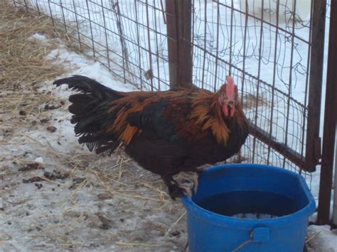 backyardchickens.com Outdoor Brooders Hello, I'm looking for pics and ideas for outdoor brooders. What are your DIY ideas and pics? I'm looking for cheap but good. Thanks!!! Trying to help my son with learning …. 