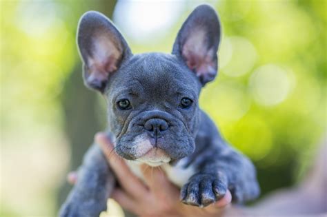 Bye, Labradors! French Bulldogs are now the most popular dog breed in the US