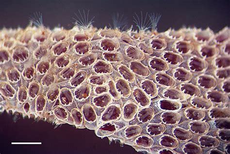 zooid structure in byrozoans. In moss animal: Budding …a zooid is called the cystid. Read More .... 