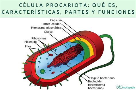 Célula procariota: características, partes y funciones