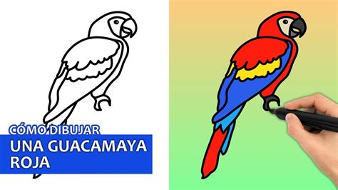 Cómo Dibujar Una Guacamaya Roja Fácil Tutorial De Dibujo