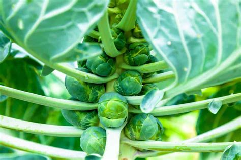 Cómo cultivar verduras una guía de jardineros para el cultivo de coles col de bruselas brócoli col rizada lechuga coliflor. - Download manuale di officina mitsubishi fto 1994 1994.