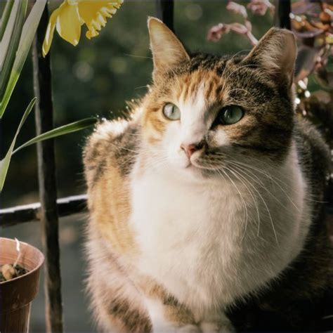 Cómo hacer que un balcón sea seguro para gatos: 10 Pasos