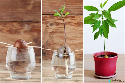 Cómo plantar un árbol de aguacate (con imágenes)