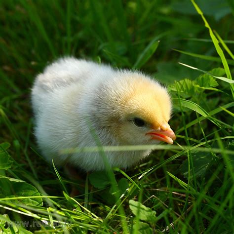 Kāpēc cāļi dažreiz dēj mazas olas un kā vislabāk atrisināt problēmu. Iesācēju mājputnu audzētāji brīnās, kāpēc daži cāļi dēj mazas olas. Galu galā visiem putniem tiek radīti vienādi apstākļi. Olu ražošanas problēmas rodas dažādu iemeslu dēļ. Dažreiz cāļi slikti lido vecuma faktoru vai hormonālās .... 