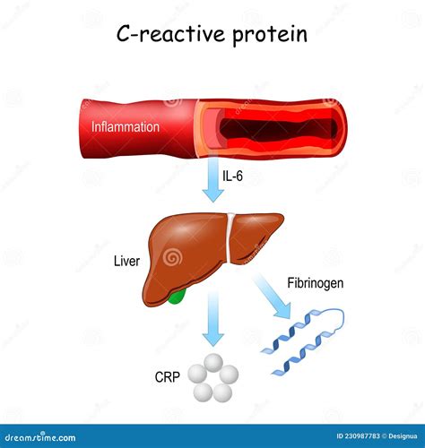 C reactive protein in blood