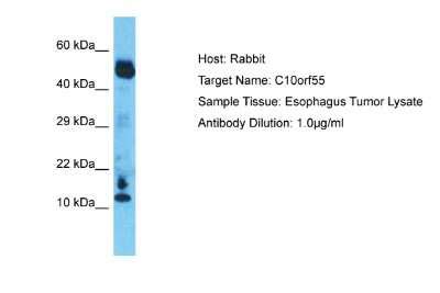 C10orf55 Polyclonal Antibody (PA5-44486) - thermofisher.com