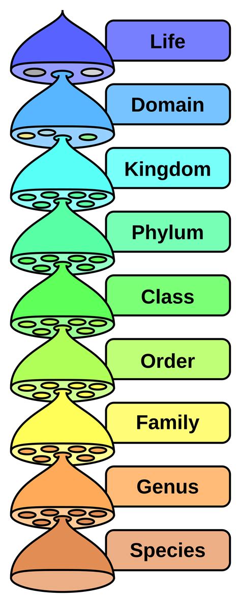 C4 (classification) - Wikipedia