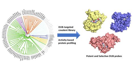 C527 ≥99%(HPLC) pan DUB enzyme inhibitor AdooQ®