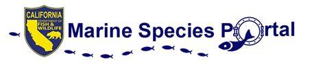CA Marine Species Portal - raincitystudios.com
