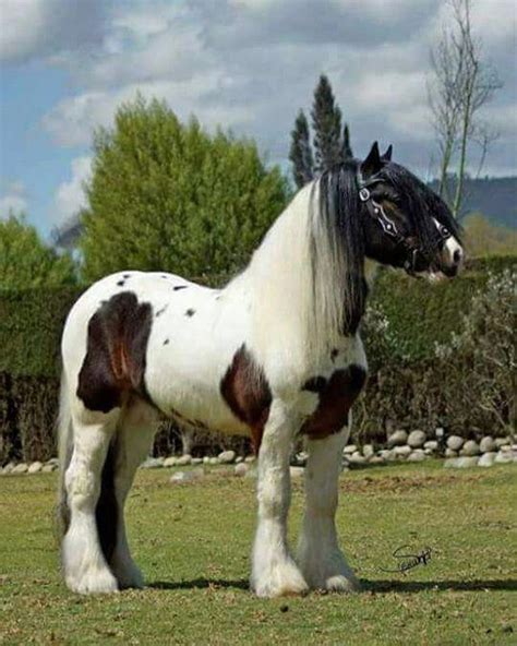 CABALLO GYPSY VANNER: Características, Precio, Origen