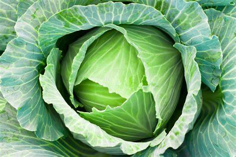 Cabbage - NHB - raincitystudios.com