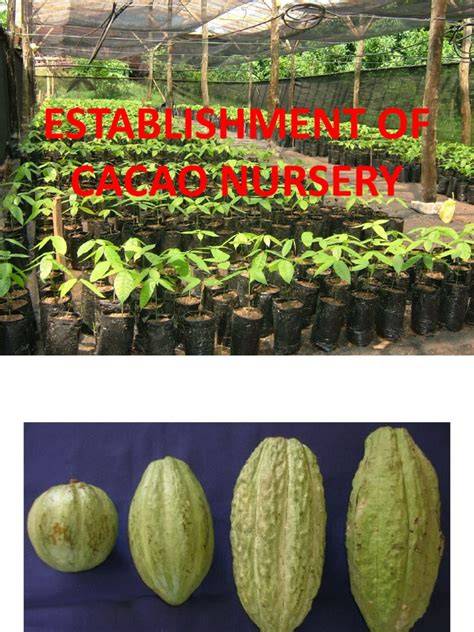 Cacao Nursery Establishment Guide | PDF | Plant … - raincitystudios.com