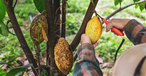Cacao tree Pruning - Wikifarmer - raincitystudios.com