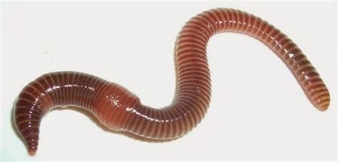 cacing termasuk hewan - elchoricharrua.com