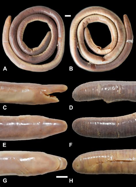 caecilia widi - elchoricharrua.com